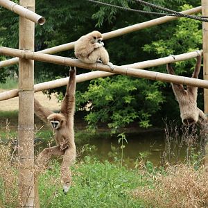 White-handed Gibbons