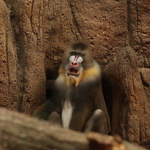 Mandrill