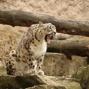 Snow Leopard