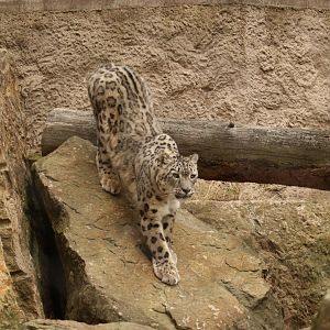 Snow Leopard