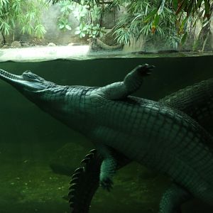 Indian Gharial