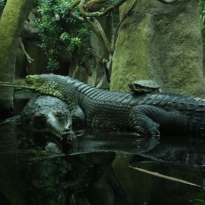Indian Gharial