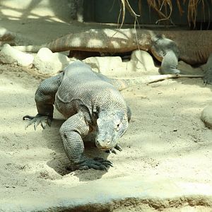 Komodo Dragon