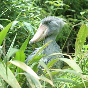 Shoebill