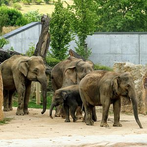 Asian Elephant herd