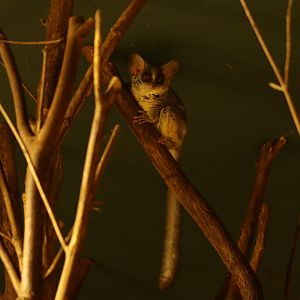 Senegal Bushbaby