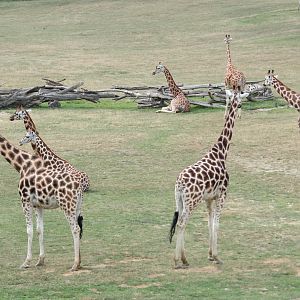 Giraffe herd