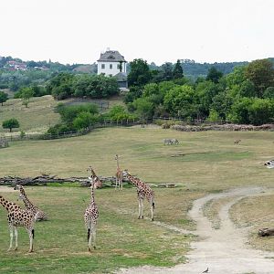 Giraffe herd with background view