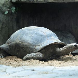 Aldabra Giant Tortoise
