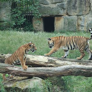 Malayan Tiger playing