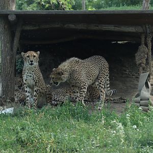 Cheetahs