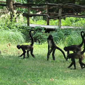 Spider Monkey family