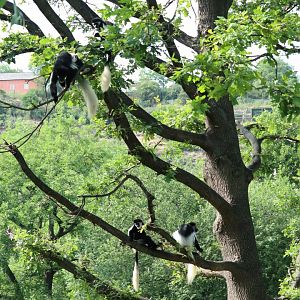 Colobus(Guereza) family