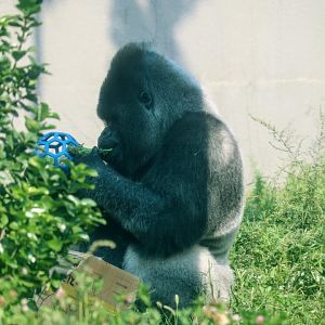Western Lowland Gorilla