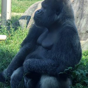 Western Lowland Gorilla