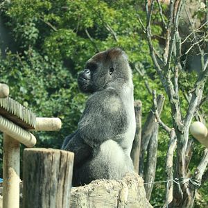 Western Lowland Gorilla