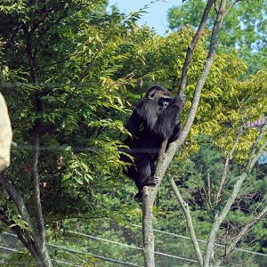 Western Lowland Gorilla