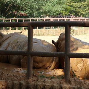 White Rhinoceros mud-bath