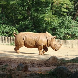 White Rhinoceros