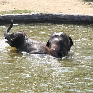 Asian Elephants playing in water