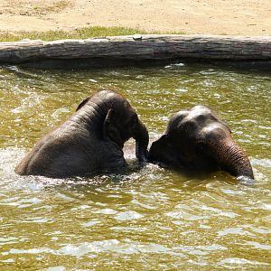 Asian Elephants playing in water
