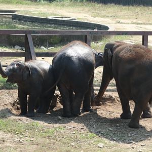 Asian Elephant herd