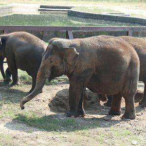 Asian Elephant herd