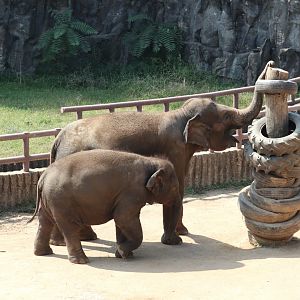 Asian Elephants
