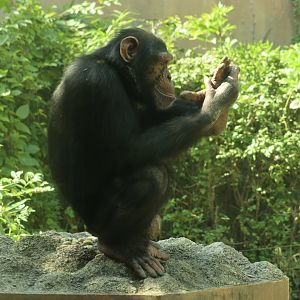 Chimpanzee