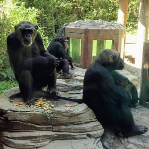 Chimpanzee family