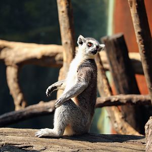 Ring-tailed Lemur