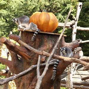 Ring-tailed Lemur family