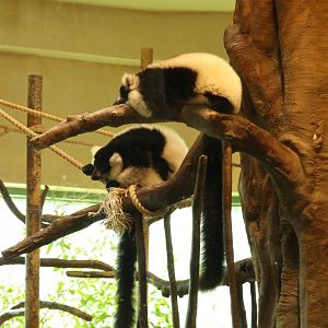 Black-and-white Ruffed Lemurs