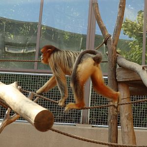 Golden Snub-nosed Monkey
