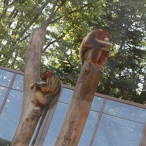 Golden Snub-nosed Monkey