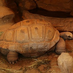 Aldabra Giant Tortoise