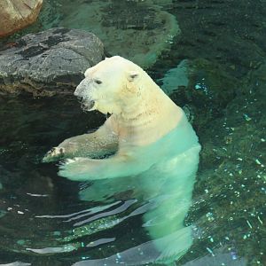 Tongki the Polar Bear
