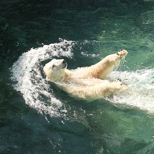 Tongki the Polar Bear