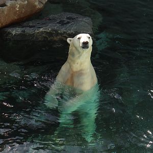 Tongki the Polar Bear