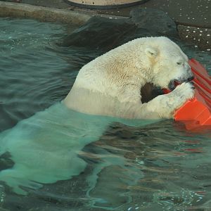 Tongki the Polar Bear
