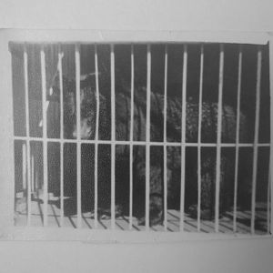 Asiatic black bear - Lahore zoo 1975-1980's