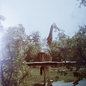 Giraffe - Lahore zoo 1975-1980's