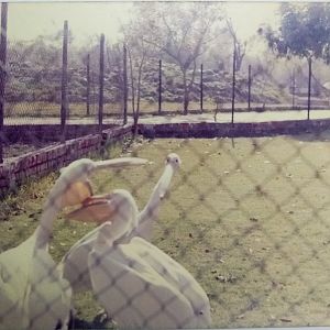 Great white pelican - Lahore zoo [date unknown]