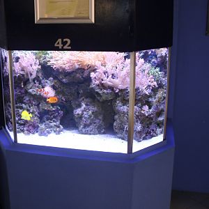 Small Coralfish-tank