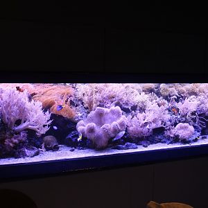 Anemone-tank