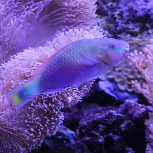 Quoy's parrotfish -  Scarus quoyi