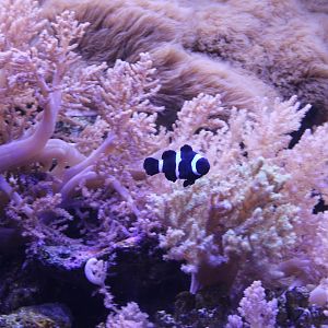 Clownfish - breeding-form