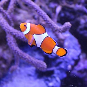 Three-banded clownfish