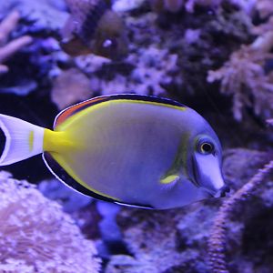 Japanese surgeonfish - Acanthurus japonicus