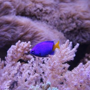 Chrysiptera parasema